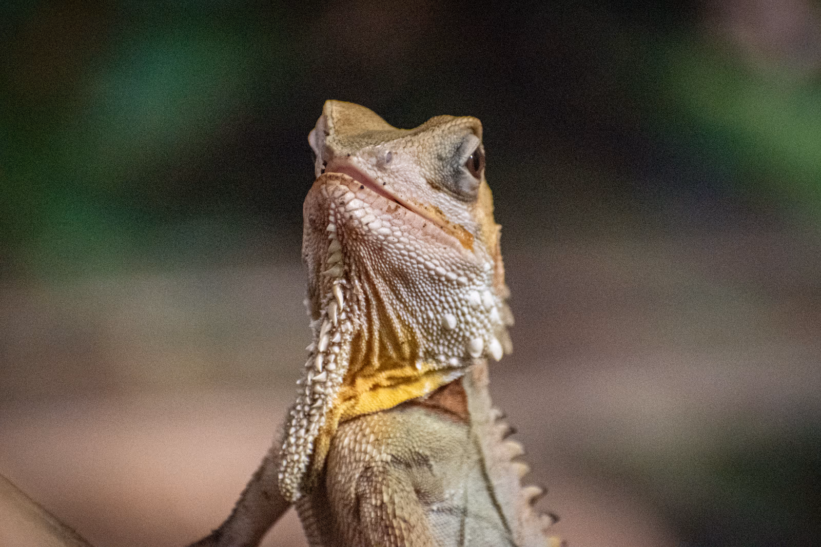 Forest Dragon
