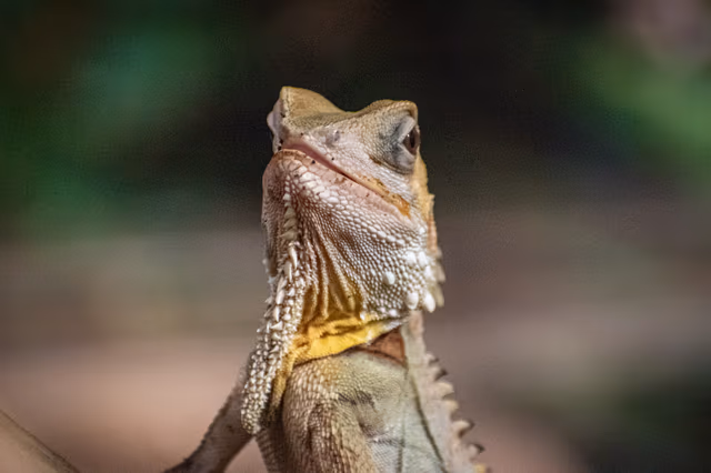 Forest Dragon