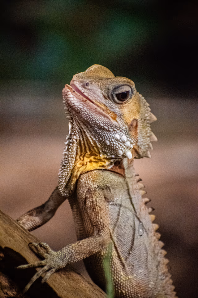 Boyd's Forest Dragon