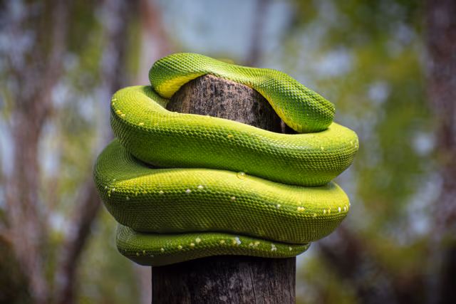 Green Tree Python