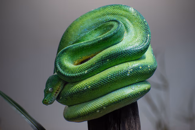 Coiled Green Python