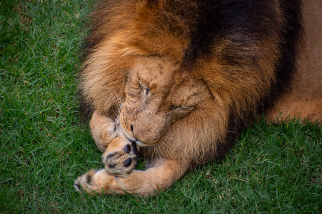 Lion Grooming