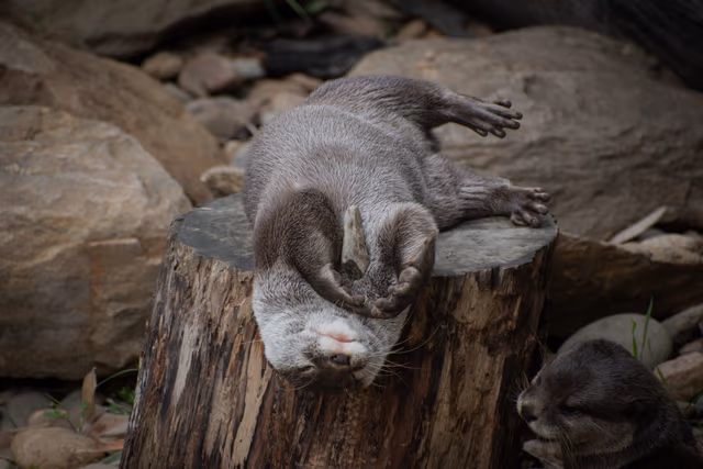 Otters Resting