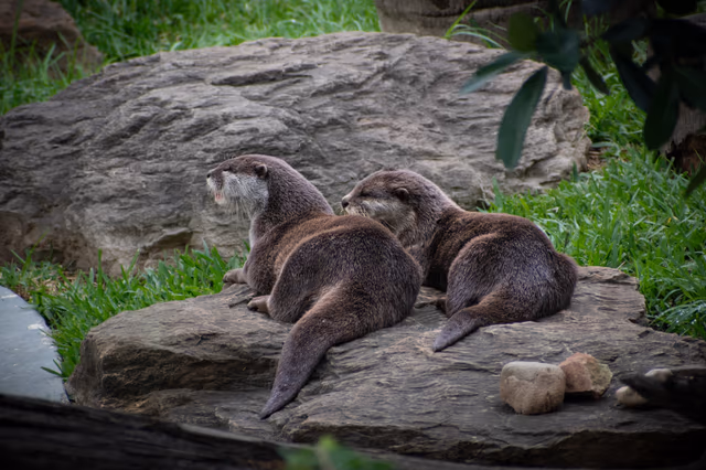 Otter Pair