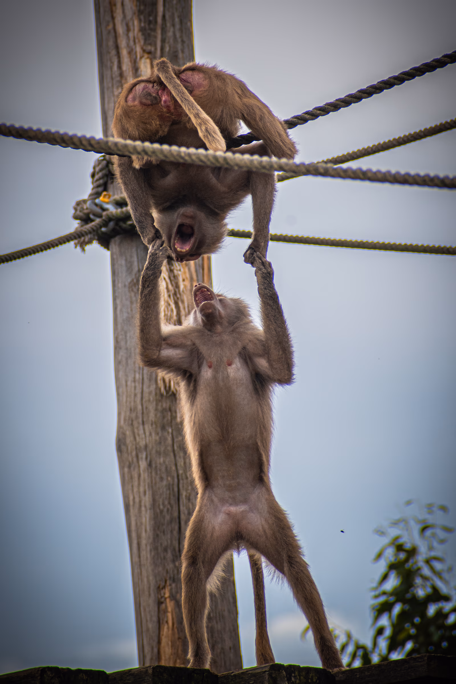 Monkey Play