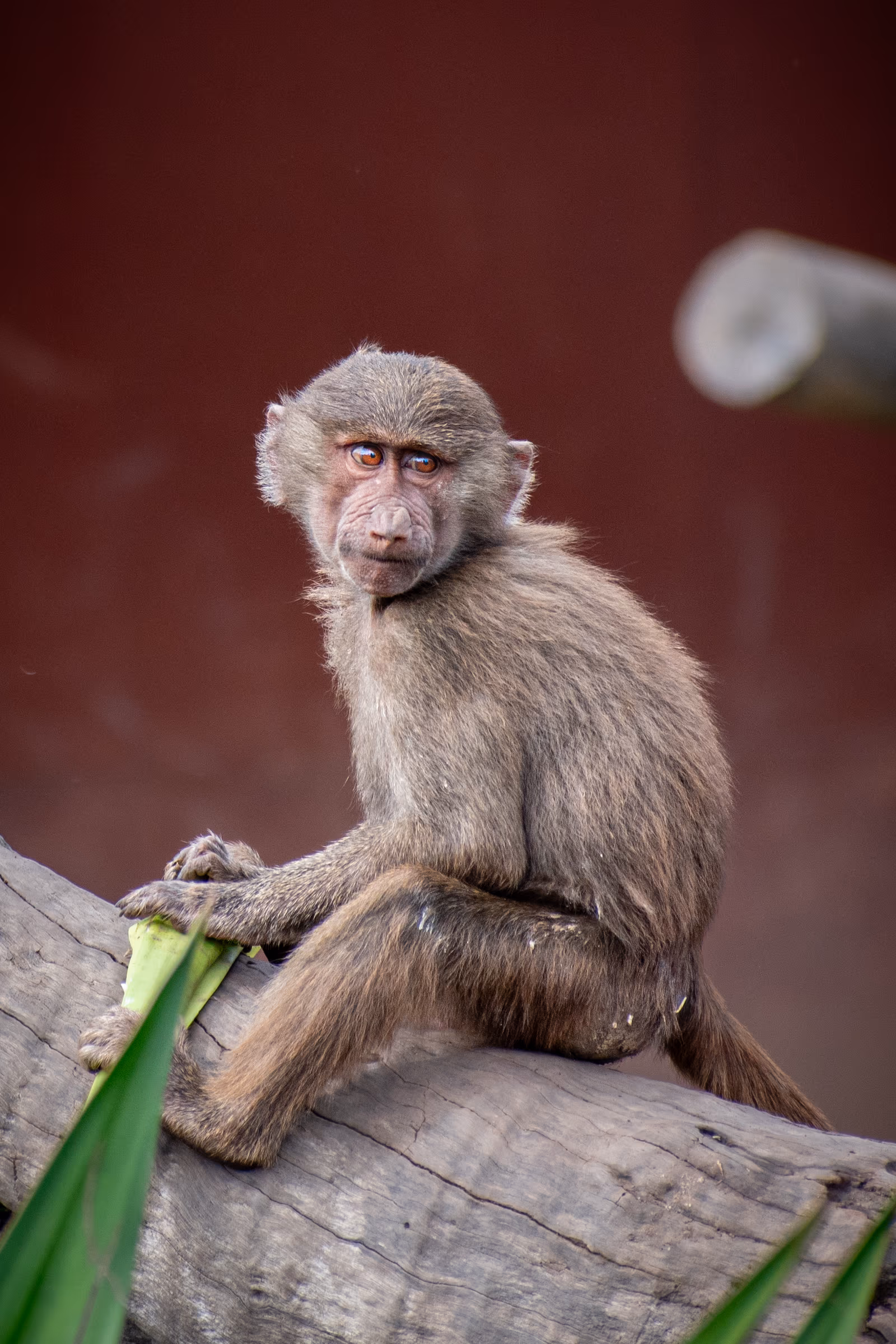 Young Baboon