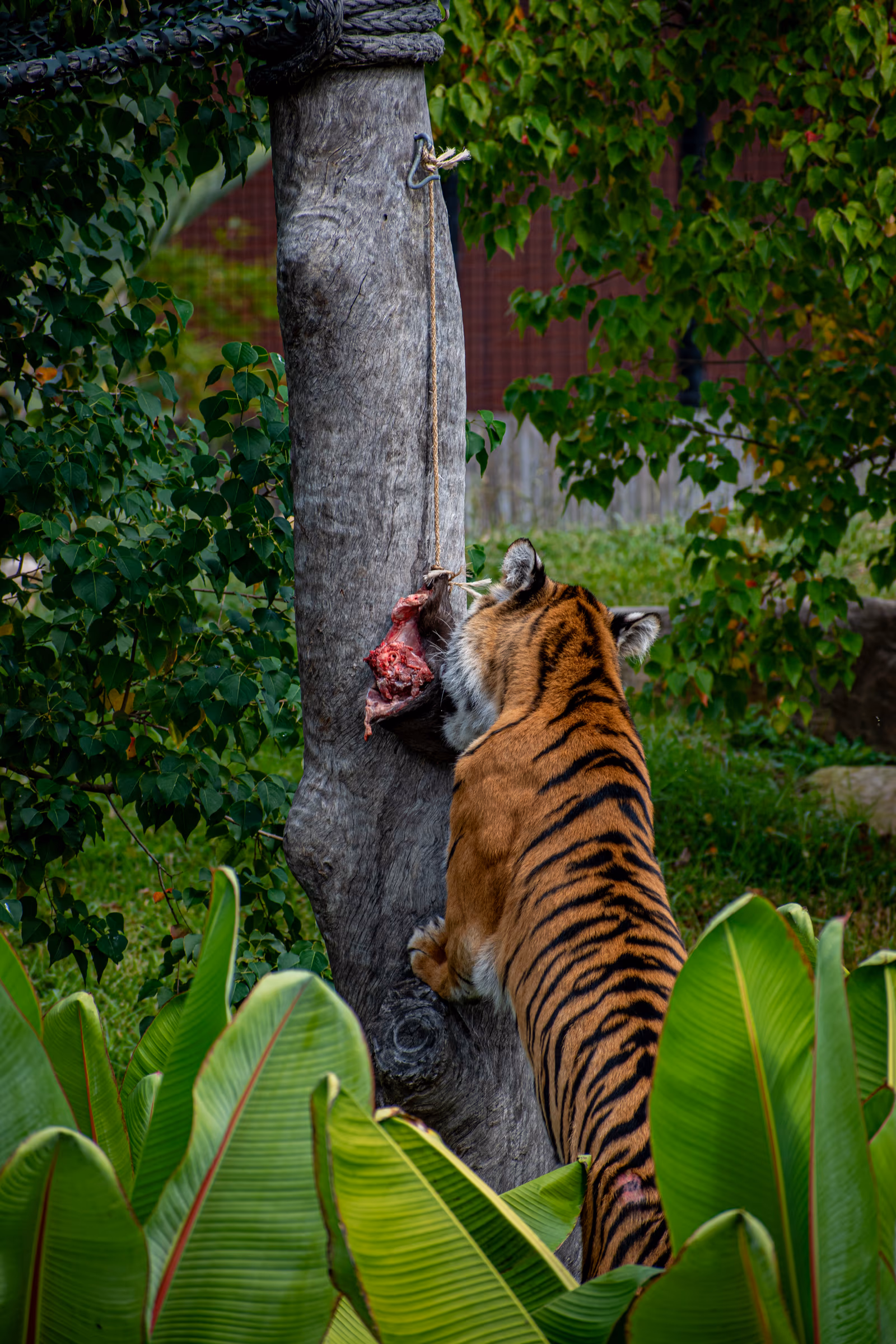 Tiger on the Climb