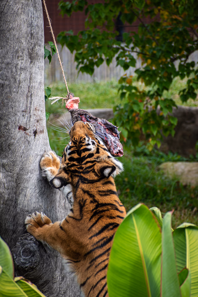 Tiger at the Trunk