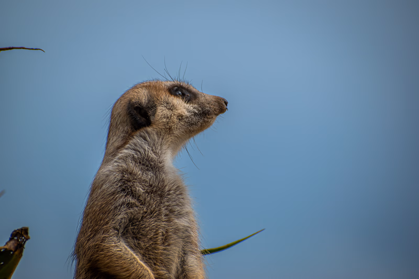 Meerkat Skyward