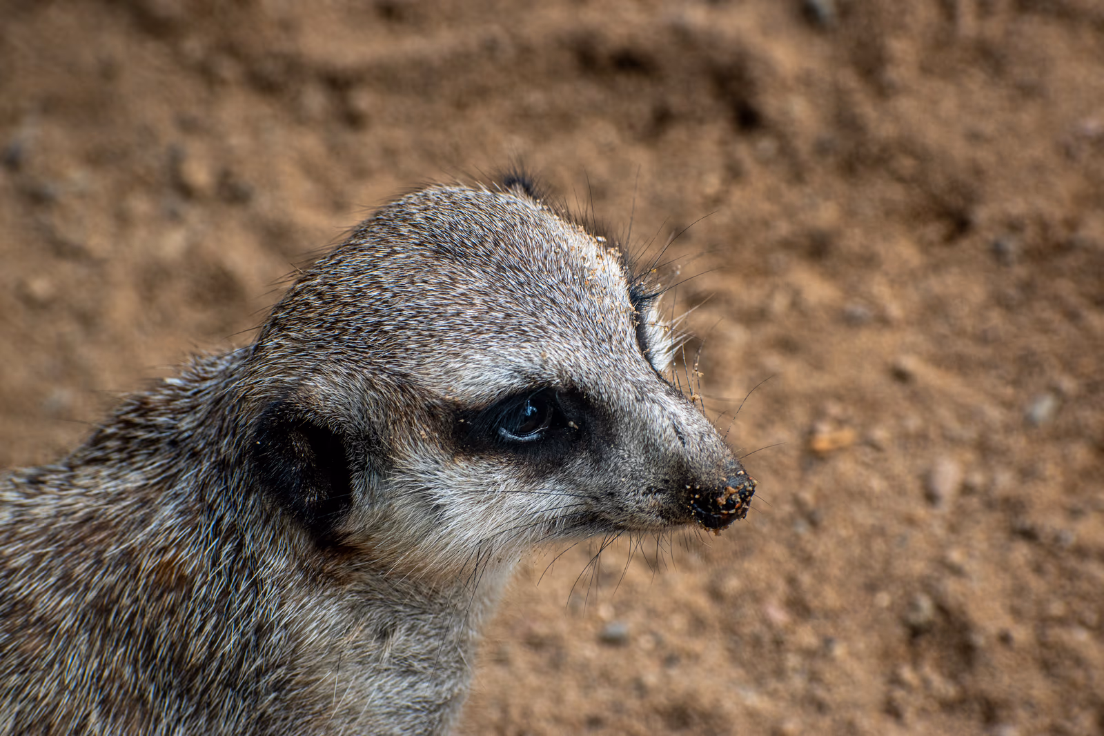 Meerkat