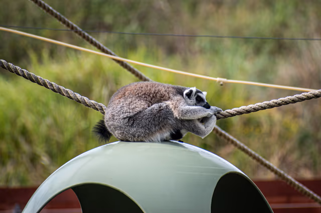 Lemur Curled Up